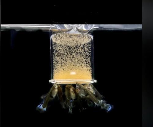Brine Shrimp Eggs 0.5 oz Q557691