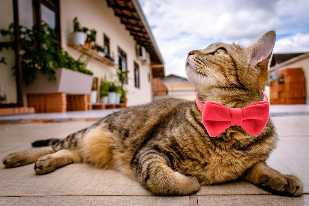 Velvet Breakaway Cat Collar with Bell and Bow Tie Z655260