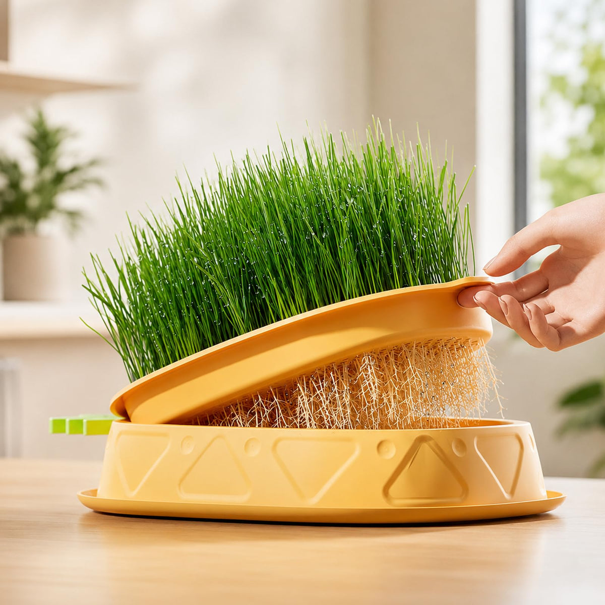 2 Pack Hydroponic Cat Grass Planter G94106