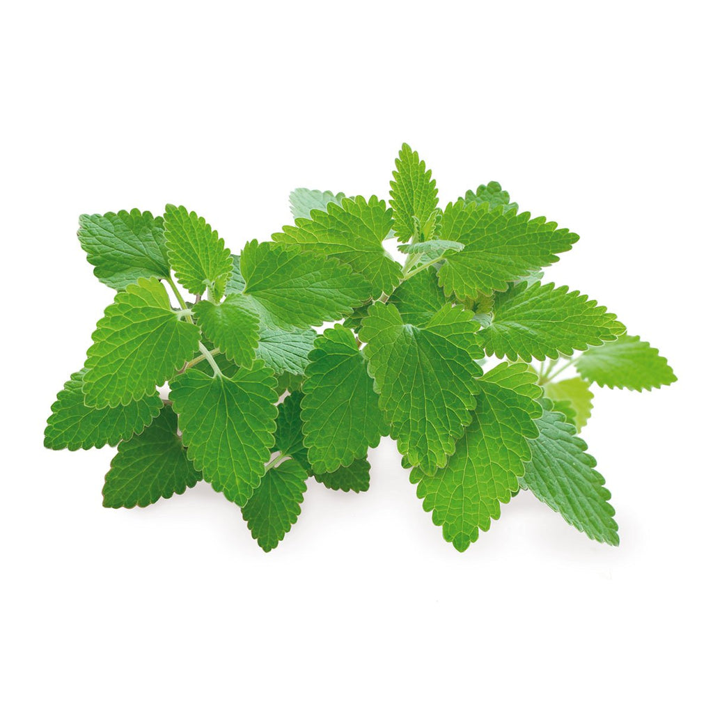 Catnip Plant Pods 3-Pack P93351