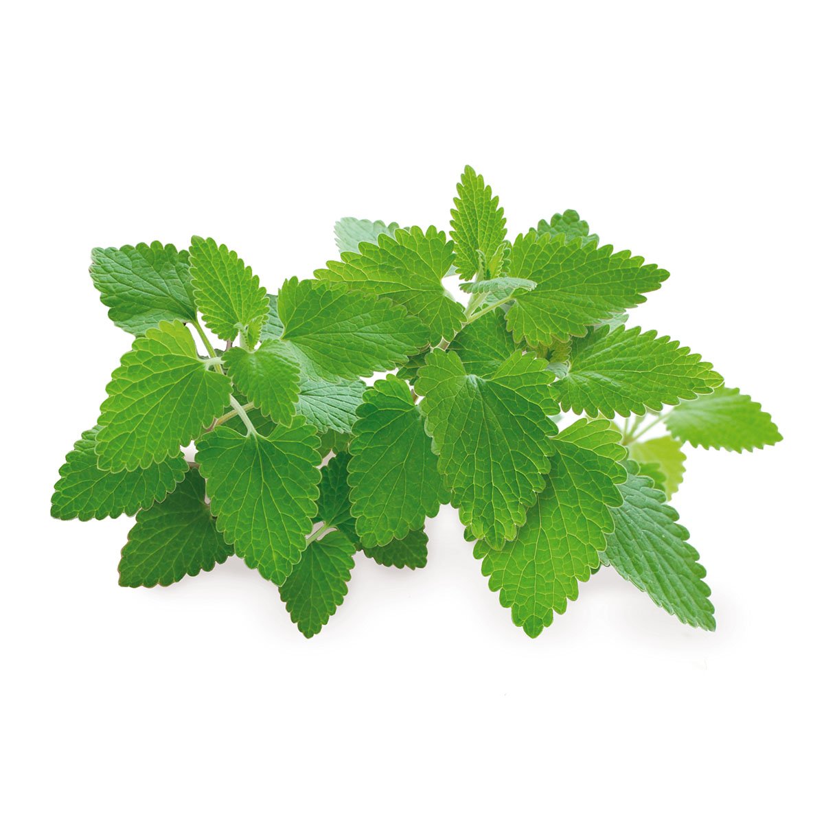 Catnip Plant Pods 3-Pack P93351