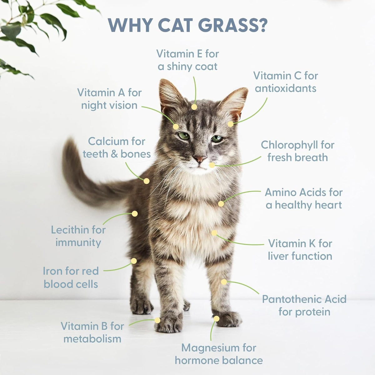 Organic Cat Grass Growing Kit with Seed Mix, Soil and Ceramic Planter B496965
