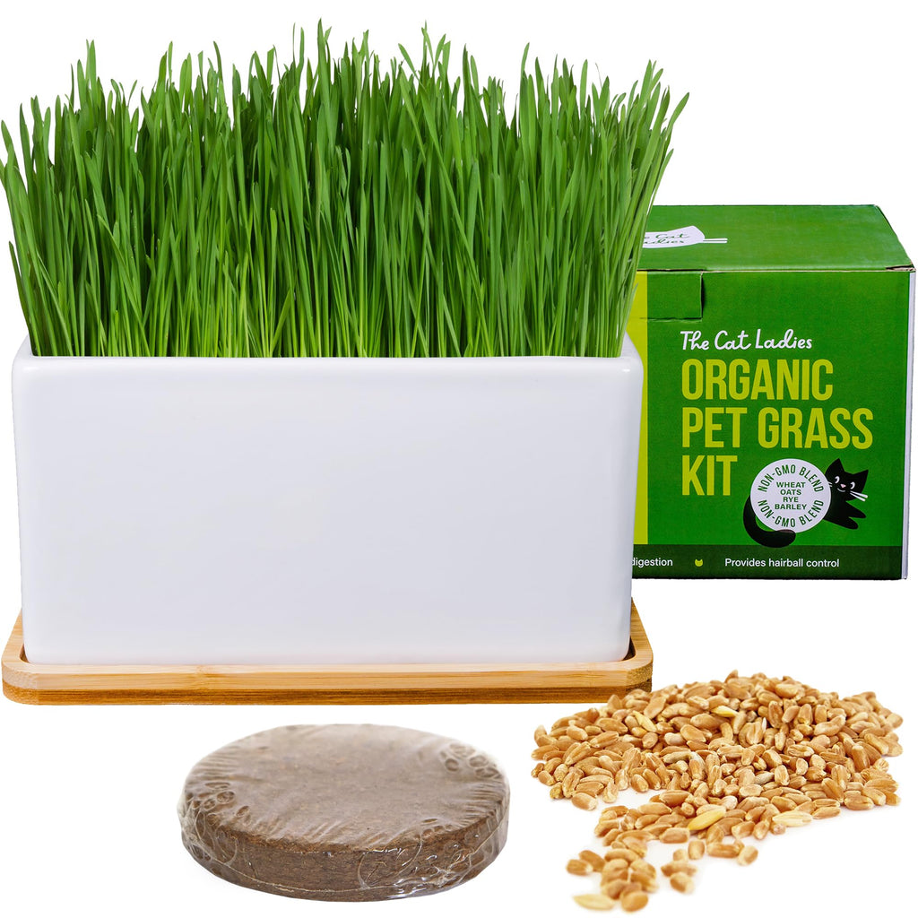 Organic Cat Grass Growing Kit with Seed Mix, Soil and Ceramic Planter B496965