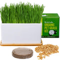 Organic Cat Grass Growing Kit with Seed Mix, Soil and Ceramic Planter B496965