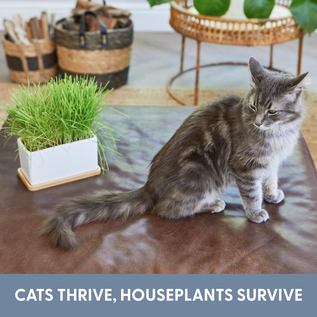 Organic Cat Grass Growing Kit with Seed Mix, Soil and Ceramic Planter B496965